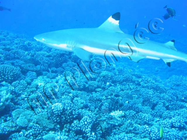  Descubrimientos submarinos únicos con AP Plongee 